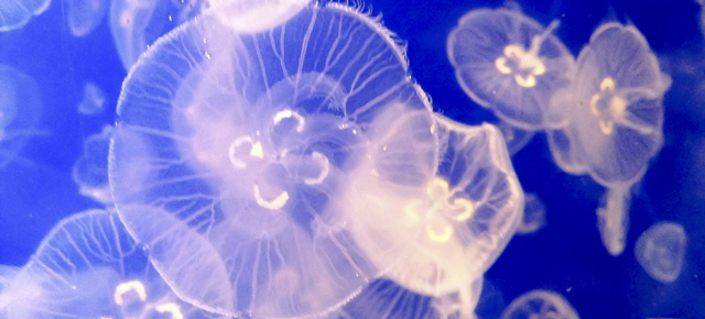 The Plan To Turn Jellyfish Into Nappies And Paper Towels
