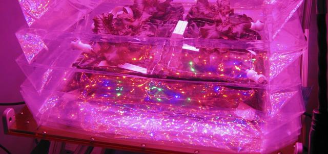 Astronauts Will Grow Their Own Food For The First Time Ever