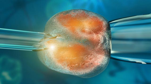 Scientists Have Cloned Embryos From Adult Cells For The First Time Ever