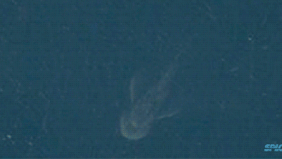 Satellite Photo Shows Giant, Monster-Like Biological Shape At Loch Ness