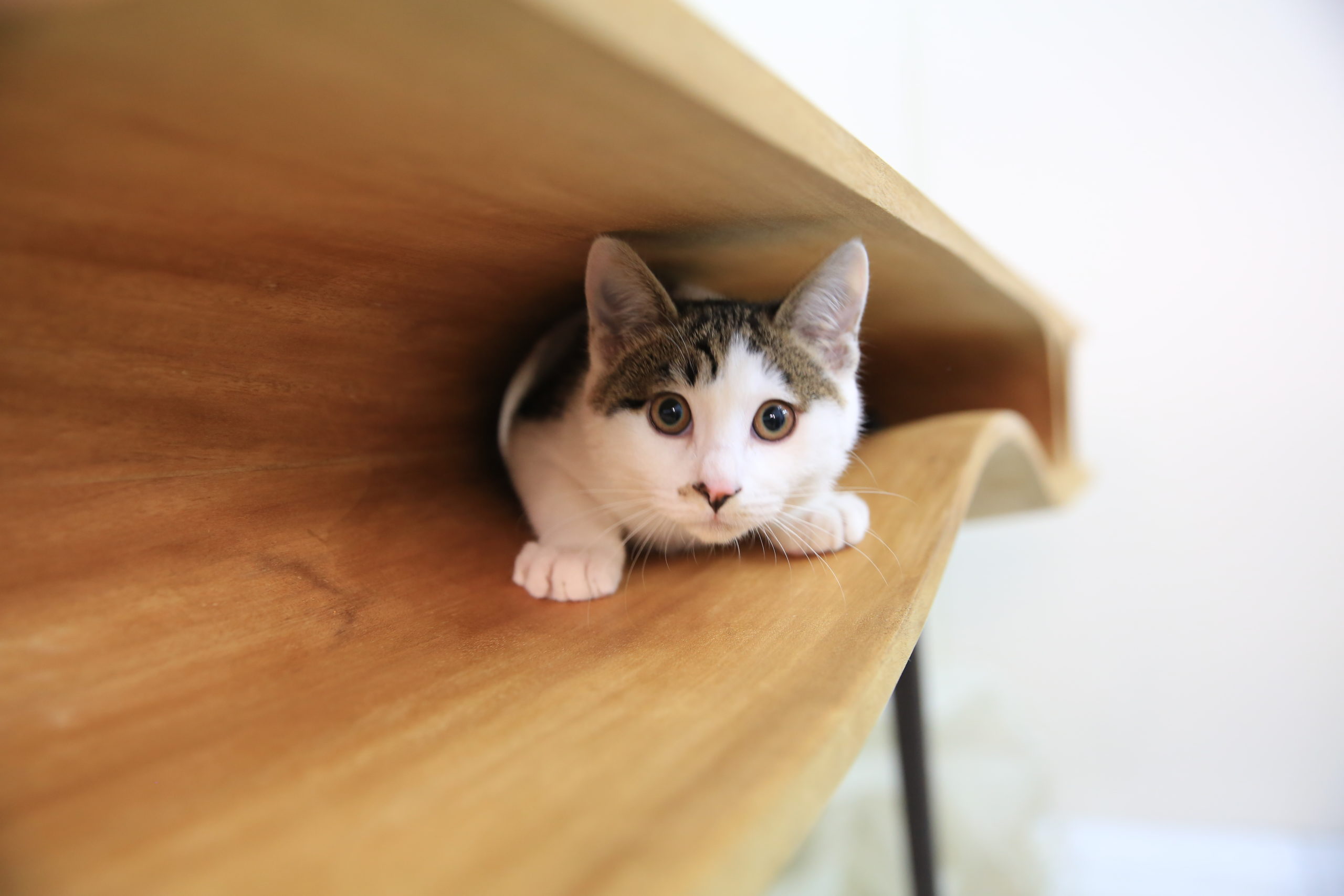 This Sleek Table Is Hiding A Playground For Cats
