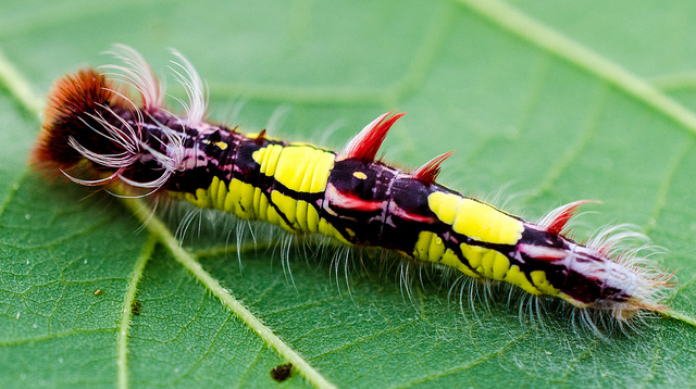 Extraordinary Eggs And Caterpillars Are As Beautiful As The Butterflies