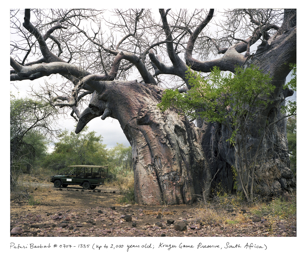 Meet The Woman Who Photographs The Oldest Living Things In The World