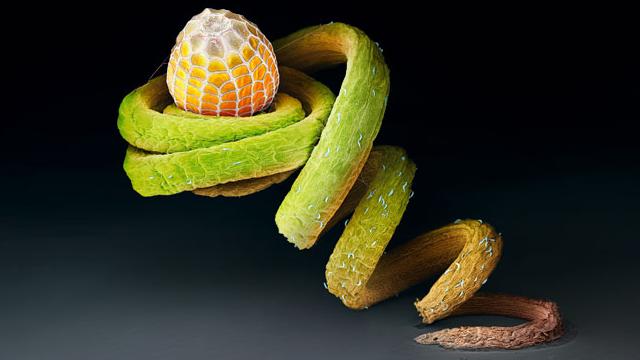 Extraordinary Eggs And Caterpillars Are As Beautiful As The Butterflies