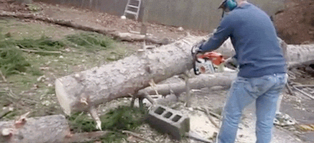 Magic Tree Stands Back Upright After Being Chopped Down To The Ground