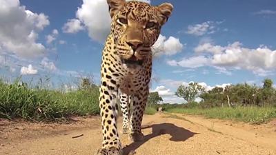 Leopard Steals A Camera Because, Screw You Humans And Your Cameras