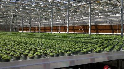 Your Future Flu Vaccines Could Be Grown Inside A Tobacco Plant