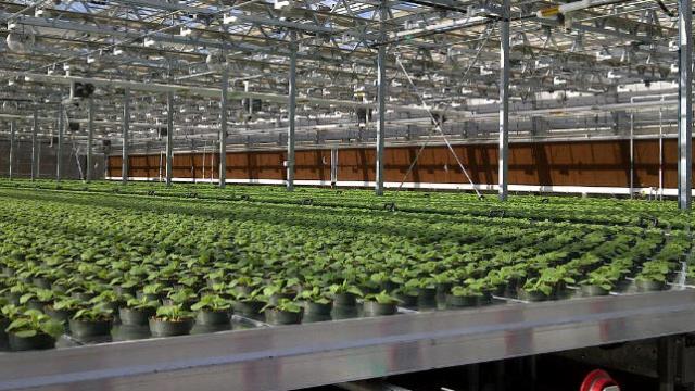 Your Future Flu Vaccines Could Be Grown Inside A Tobacco Plant