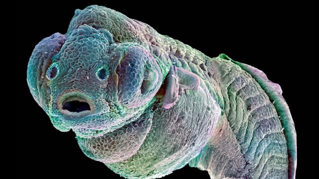 This Little Alien Monster Is Fundamental To Cancer Research