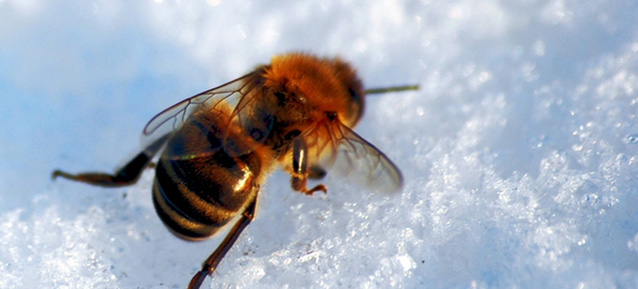 Where Do Insects Go In Winter?