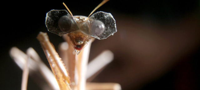 A Praying Mantis Wearing Tiny 3D Glasses For ‘Scientific Research’