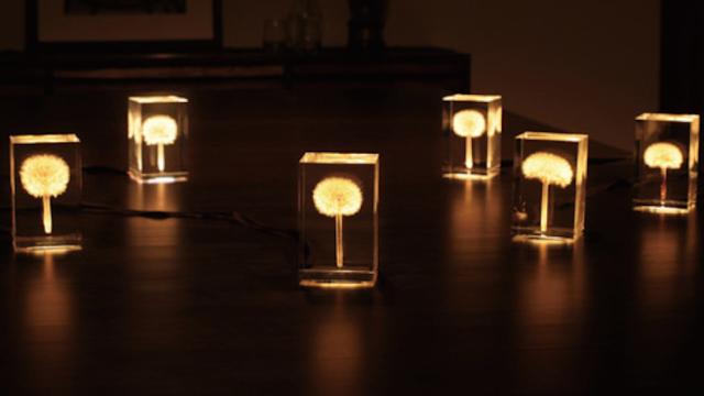 These Magical OLED Lamps Are Embedded With Real Dandelions