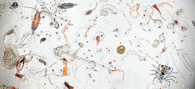 A Single Drop Of Seawater Hides All These Icky Microscopic Creatures