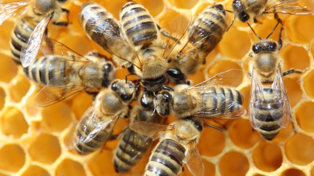 Commercial Beekeeping And The Rise Of Bee Thieves
