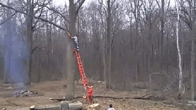 Tree Takes Revenge On Guy Chopping Down The Tree By Throwing Him Off