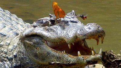 Rare Image Shows Bee And Butterfly Drinking Crocodile Tears