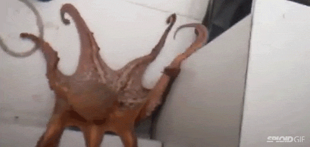 Watch This Octopus Instantly Change Colour To Blend In With A Fishing Boat
