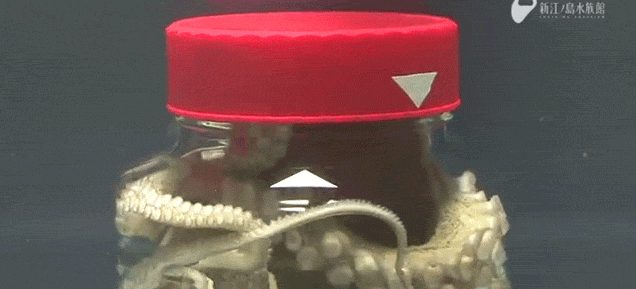 Watch An Octopus Open Up A Jar While It’s Still Trapped Inside The Jar