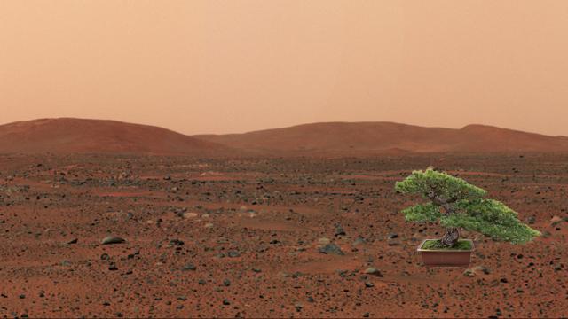 NASA Wants To Send Plant Life To Mars In 2020