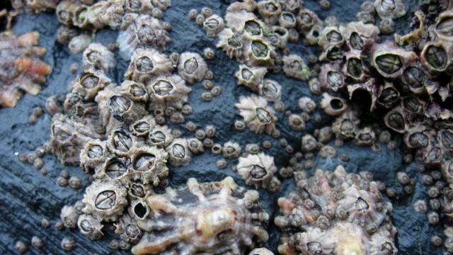 The US Navy’s Huge, Hidden Problem: Barnacles On Ships