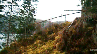 Explosion Destroys Tree That Fell On A High Voltage Line