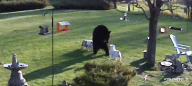 Fearless Bulldogs Confront A Black Bear
