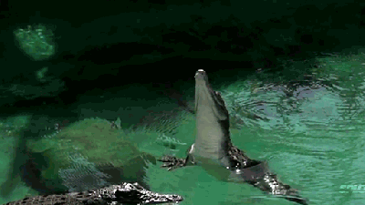 The Power And Perfection Of A Crocodile In One Slow-motion Jump