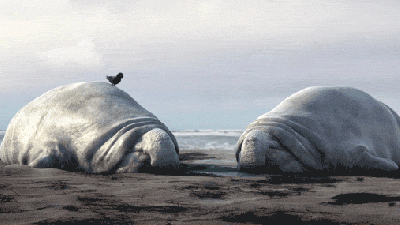 These Two Animated Elephant Seals Basically Explain Life On A Lazy Day