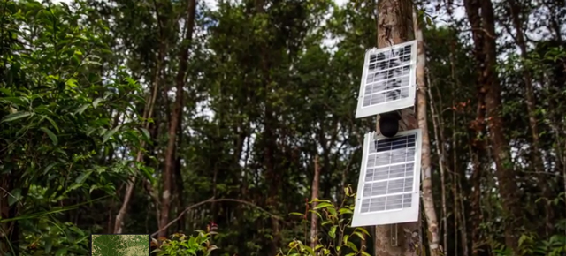 Your Old Phone Could Help Eavesdrop On Illegal Rainforest Loggers
