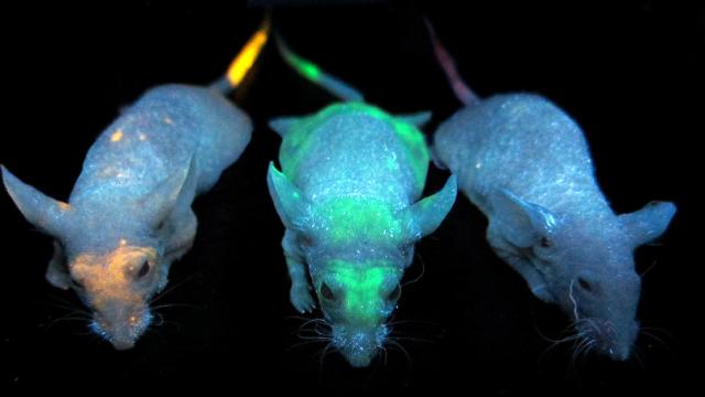 These Mice Are Lit Up With Quantum Dots