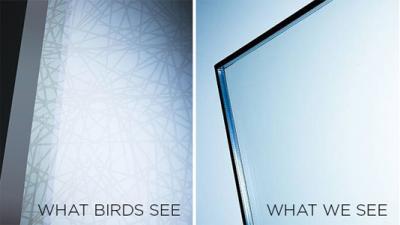 Science Is Finally Making Glass That Birds Won’t Fly Into