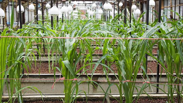 Corn Grown In Space Caves Could Be The Future Of Farming