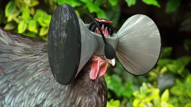 One Man’s Insane Plan To Make Oculus Rifts For Chickens