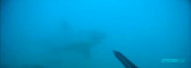 Diver Fends Off Great White Shark In Frightening Encounter