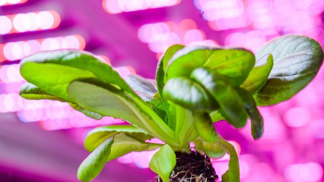 Monster Machines: This Huge Vertical Farm Glows Under Countless LED Suns