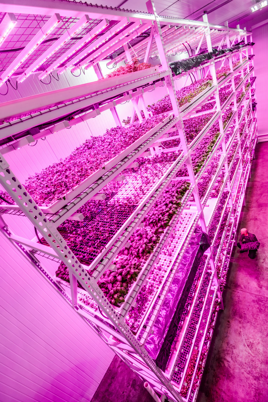 Monster Machines: This Huge Vertical Farm Glows Under Countless LED Suns