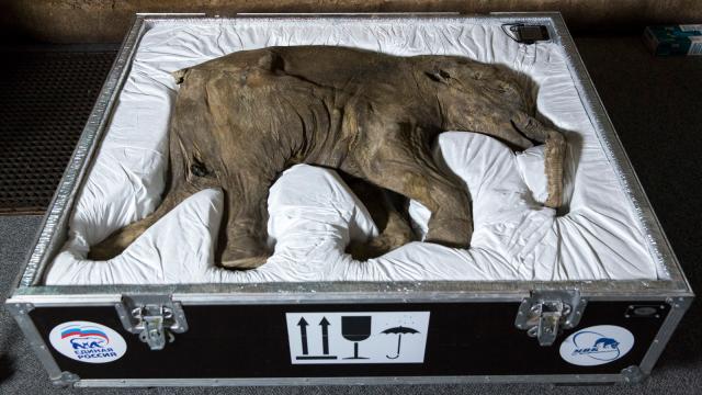 How You Transport A Baby Mammoth