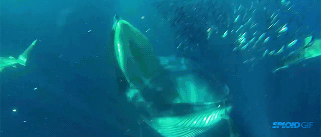 Scuba Diver Almost Gets Swallowed By 15m Whale