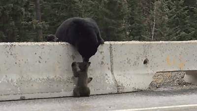 Thankfully, This Bear Mum Was Able To Save Her Cub From Death By Car