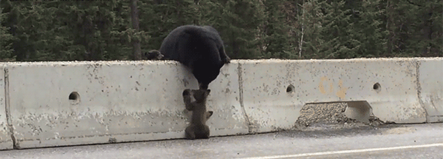 Thankfully, This Bear Mum Was Able To Save Her Cub From Death By Car