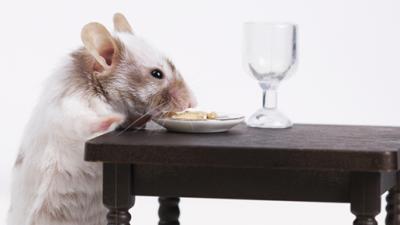 Lab Mice Got Really Unhealthy When They Only Ate Powdered Food