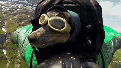 Video Of The First Dog In The World To Fly On A Wingsuit