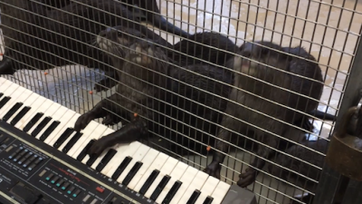 When Otters Play Piano They Compose Horror Movie Scores