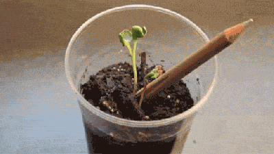 These Plantable Pencils Grow Fresh Herbs From Your Failed Lit Ambitions