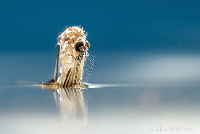 How To Take Eye-Popping Pictures Of Tiny Bugs