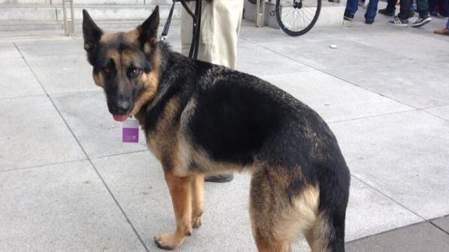 Even Security Dogs Need Badges To Get Into Apple’s WWDC Keynote