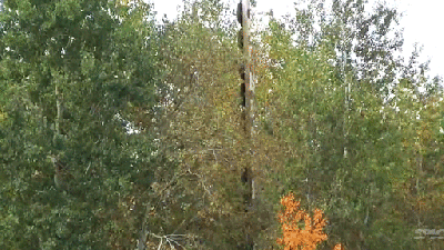 Using A Helicopter To Trim Trees Next To A Power Line Looks Insane