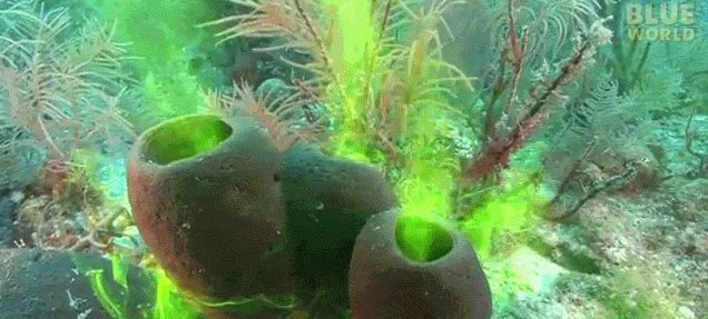 Watch Sponges Breathe Out Neon Green Water Like They’re Smoking