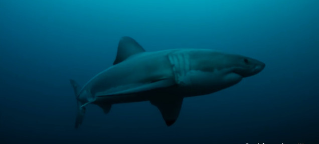 Aussie Scientists: A Mysterious Animal Ate An Entire Great White Shark