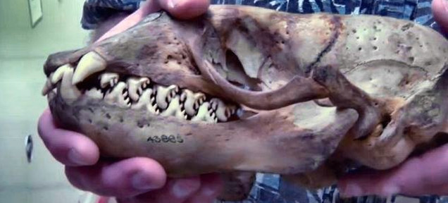 I Would Never Guess The Animal That This Skull Comes From